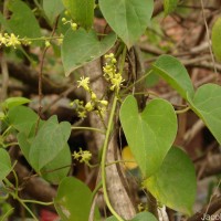 Tinospora cordifolia (Willd.) Hook.f. & Thomson